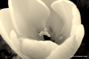 Tulip BW
